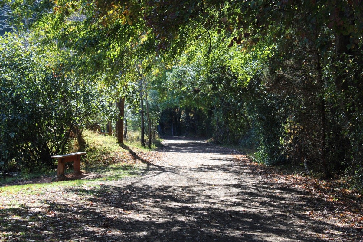 Shaded natural-surface trail and bench at Bass Lake Park