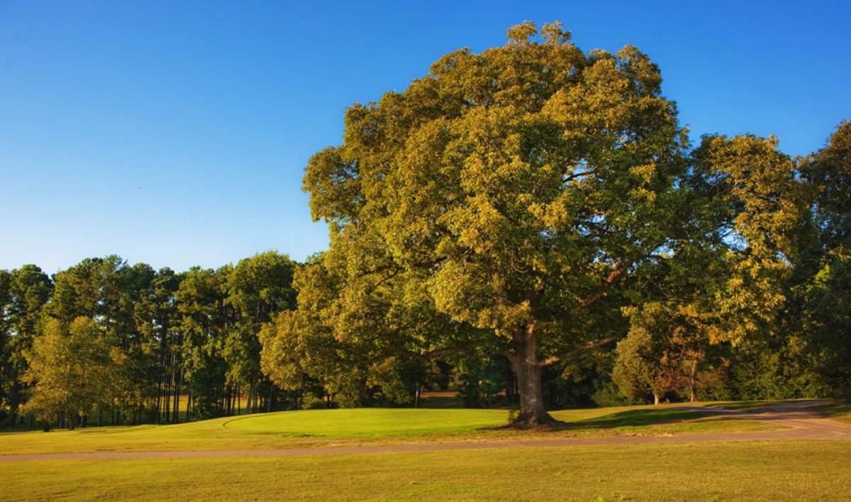 A broad green and mature trees at Brevofield Golf Links