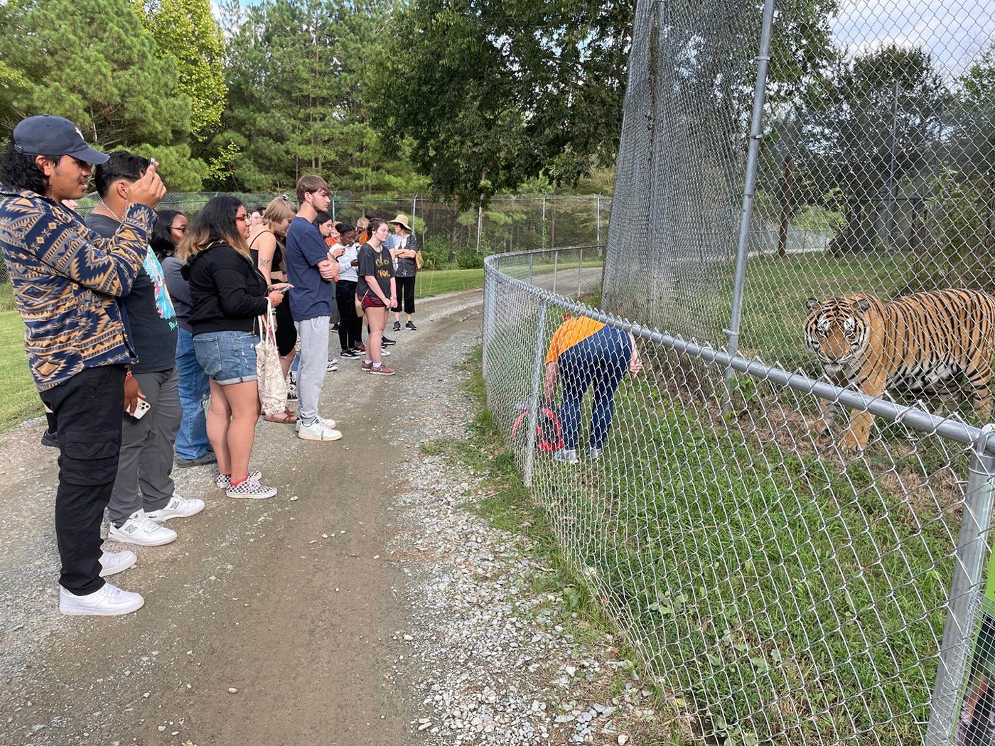 Visitors observing a tiger during a guided Carolina Tiger Rescue visit
