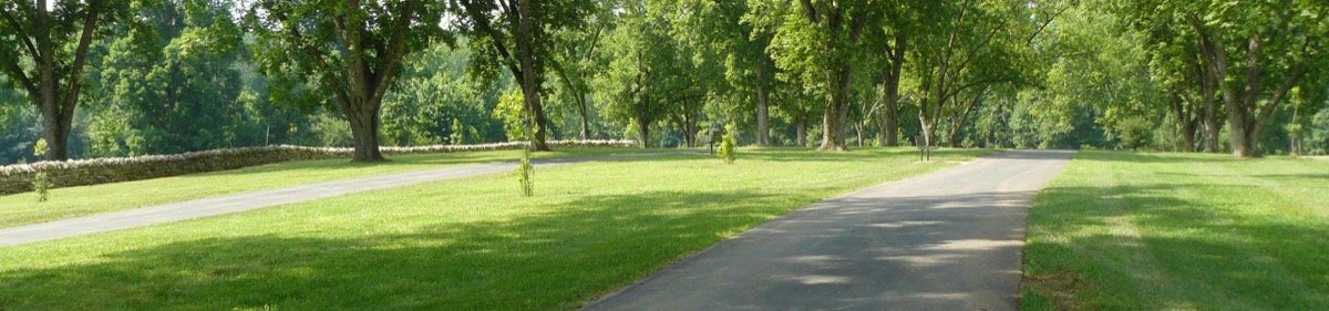 Paved walking paths through the lawn and mature trees at Joyner Park