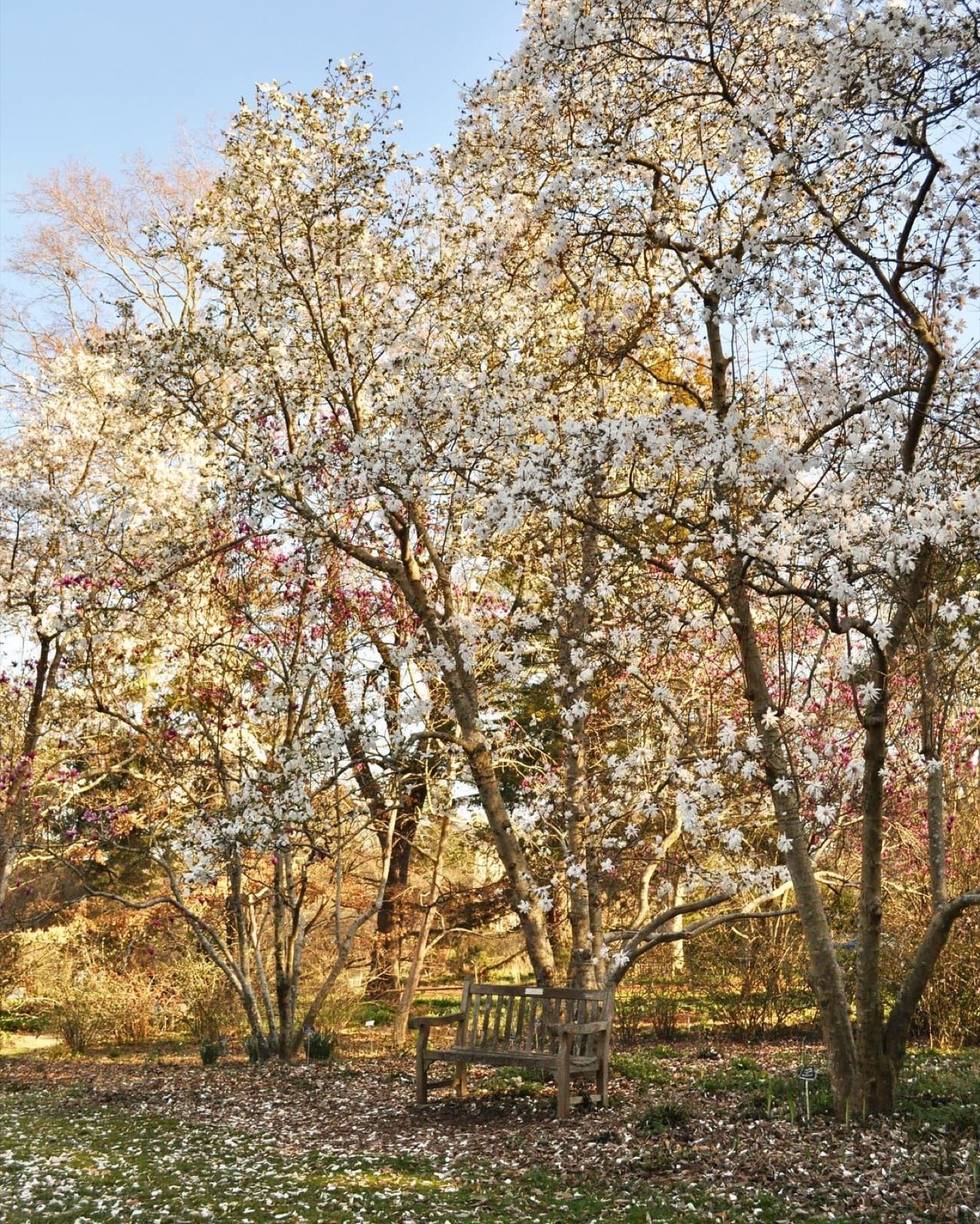 Native flowers and a walking path at the North Carolina Botanical Garden