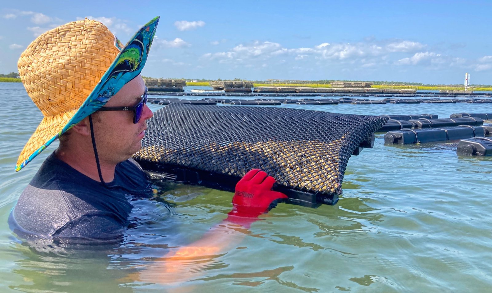 Oyster farming on the North Carolina coast