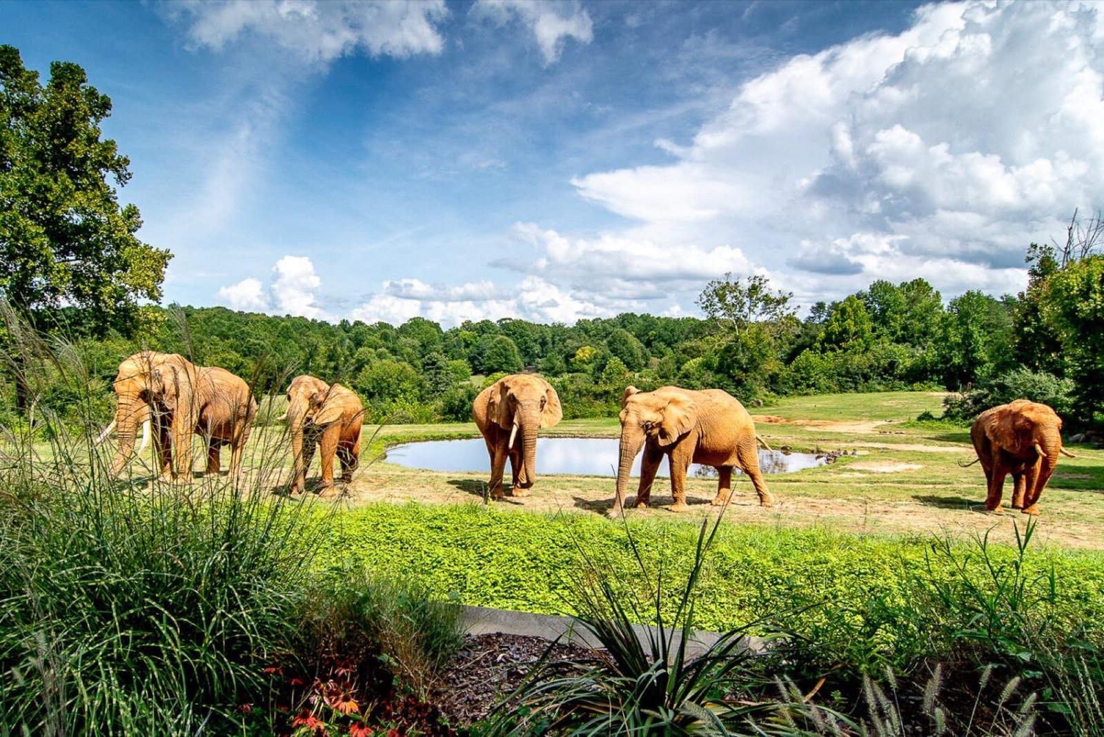 African elephants at the North Carolina Zoo in Asheboro