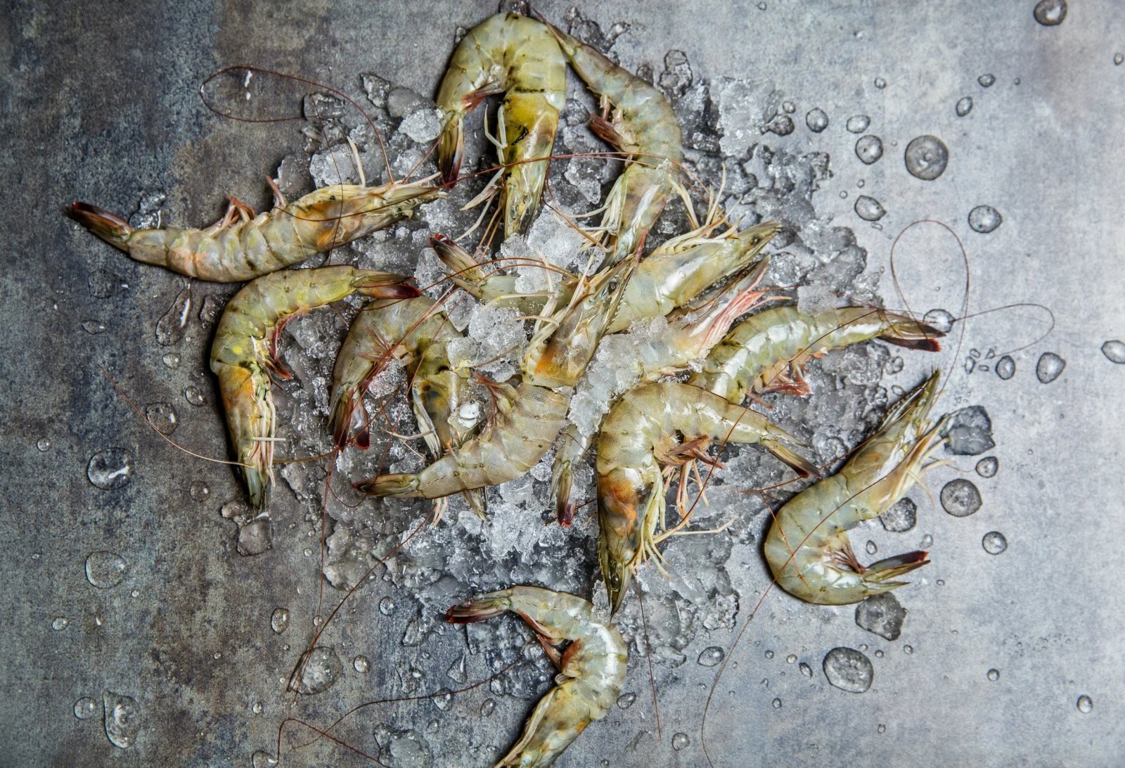 Fresh shrimp on ice at Saltbox Seafood Joint
