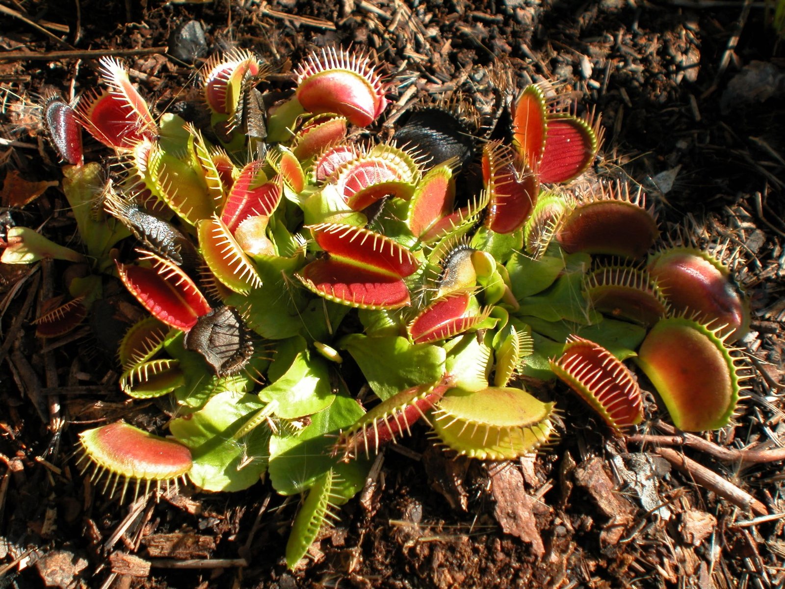 Venus flytraps growing in their native coastal North Carolina habitat